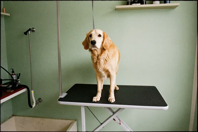A quiet grooming room with a grooming table, bath and tools laid out