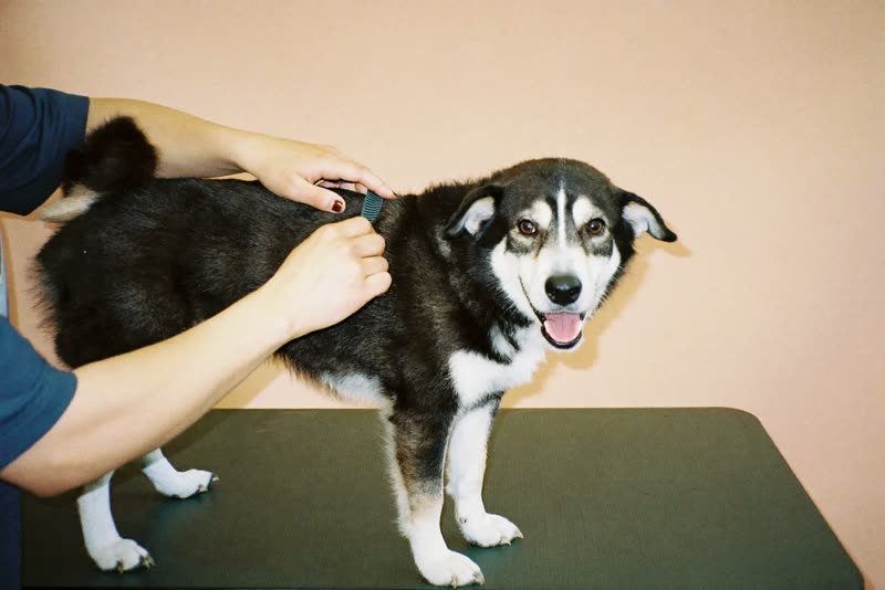 Hands combing through a dog's coat on a grooming table