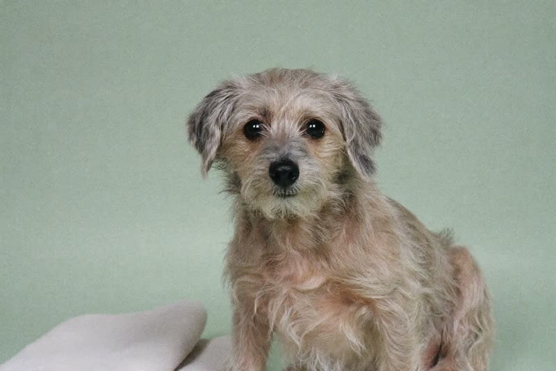 A small scruffy dog waiting beside a folded towel