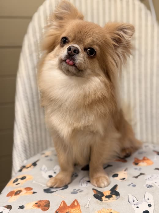 A small fluffy tan Pomeranian sitting freshly groomed on a paw-print blanket, looking up at the camera