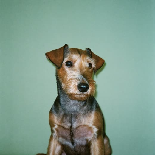 A small wiry-coated terrier after a hand-strip