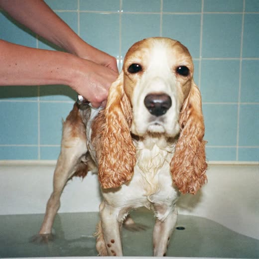 A spaniel being bathed and lathered, held by a pair of hands