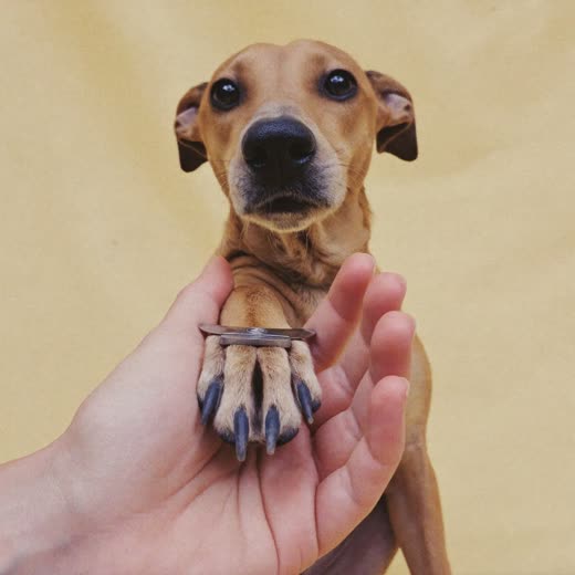 A dog's paw held in a hand while its nails are clipped